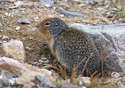 Spermophilus columbianus